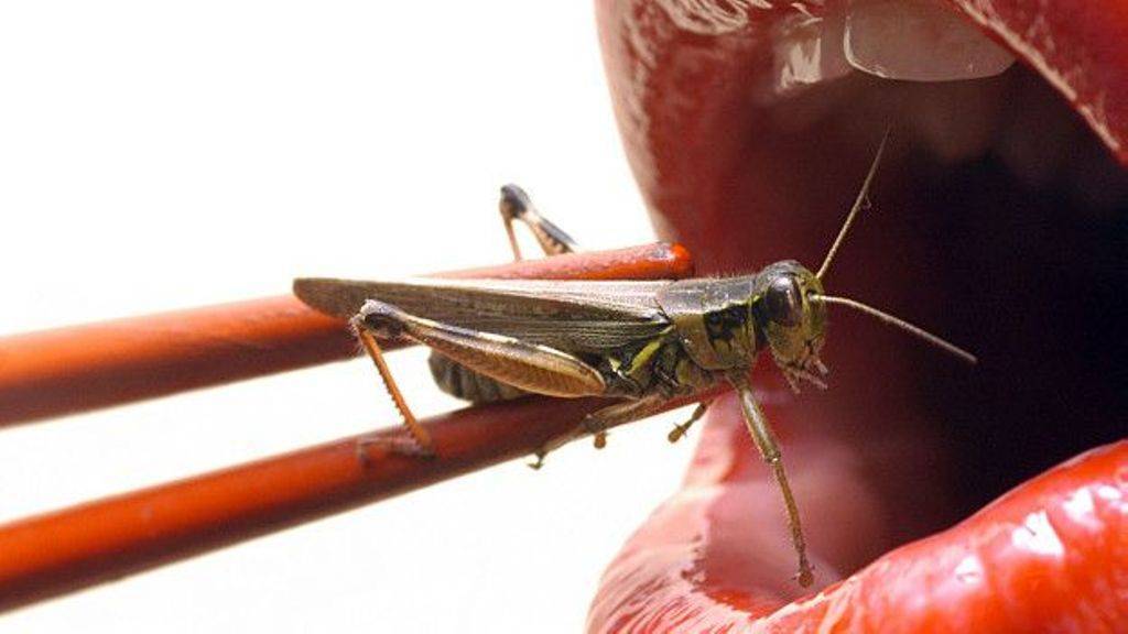 Por qué hay atletas que comen insectos para mejorar su rendimiento