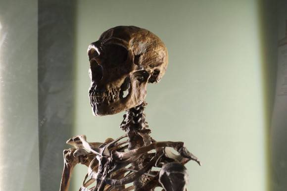 Confirman en Florida que hubo humanos pre-Clovis en América hace 14.550 años