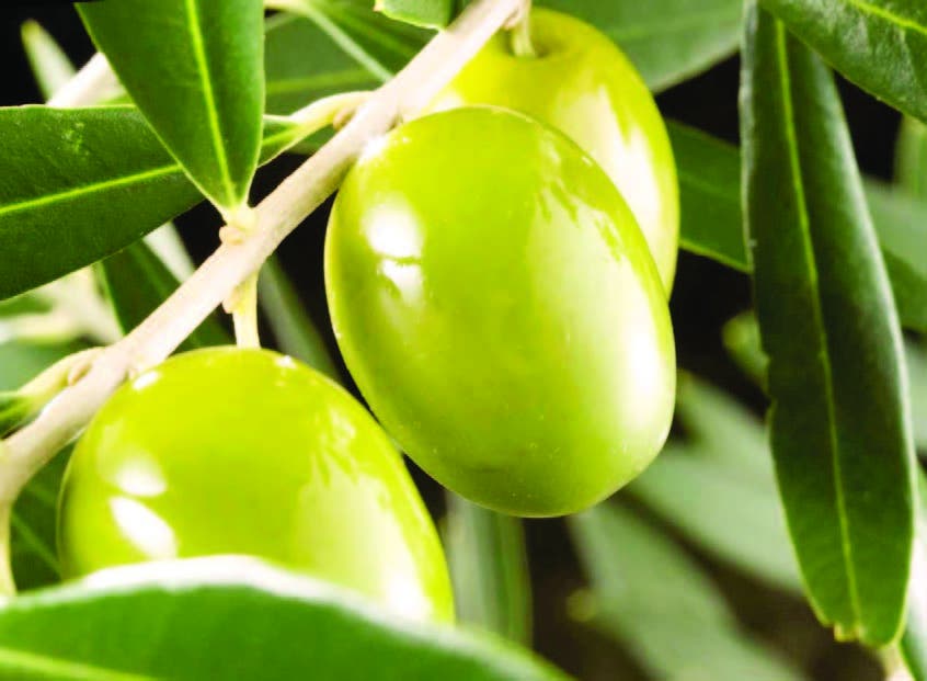 Descifran genoma del olivo
