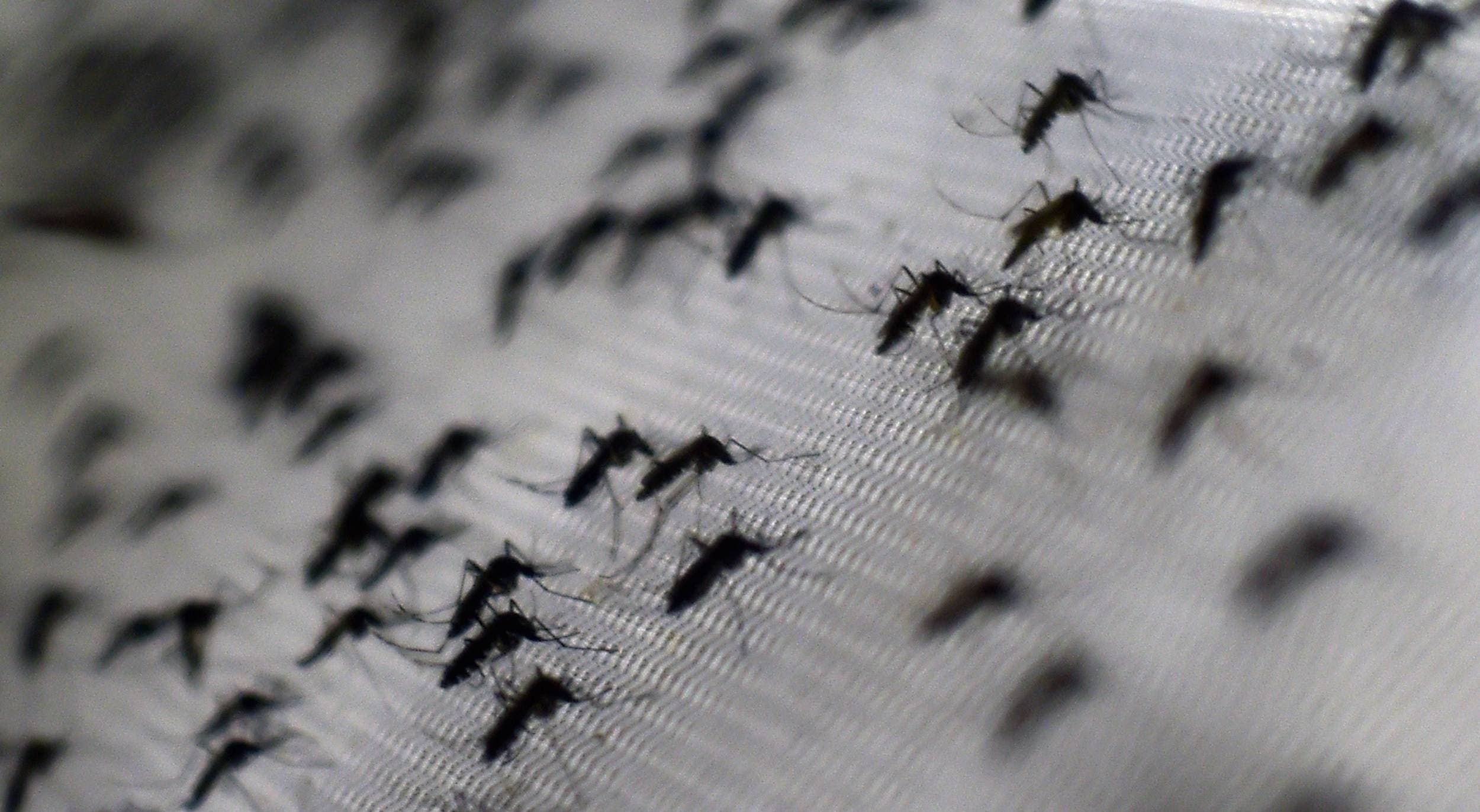 ¿Qué puede hacer para prevenir el dengue?