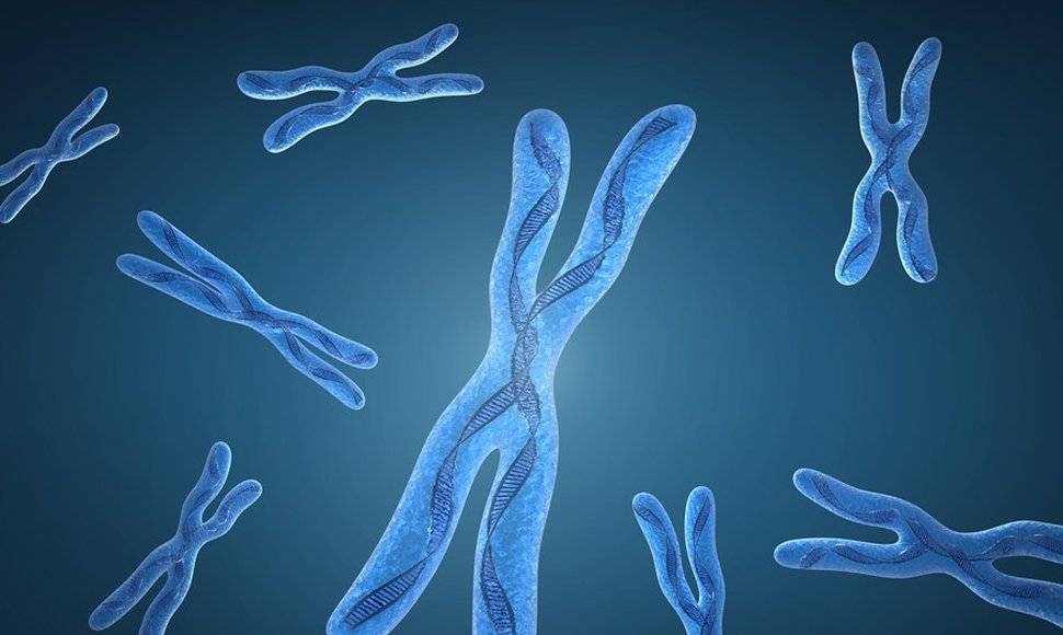 Tener dos cromosomas X explica las diferencias de envejecimiento entre sexos