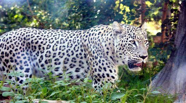 El leopardo regresa al Cáucaso ruso tras varias décadas de extinción