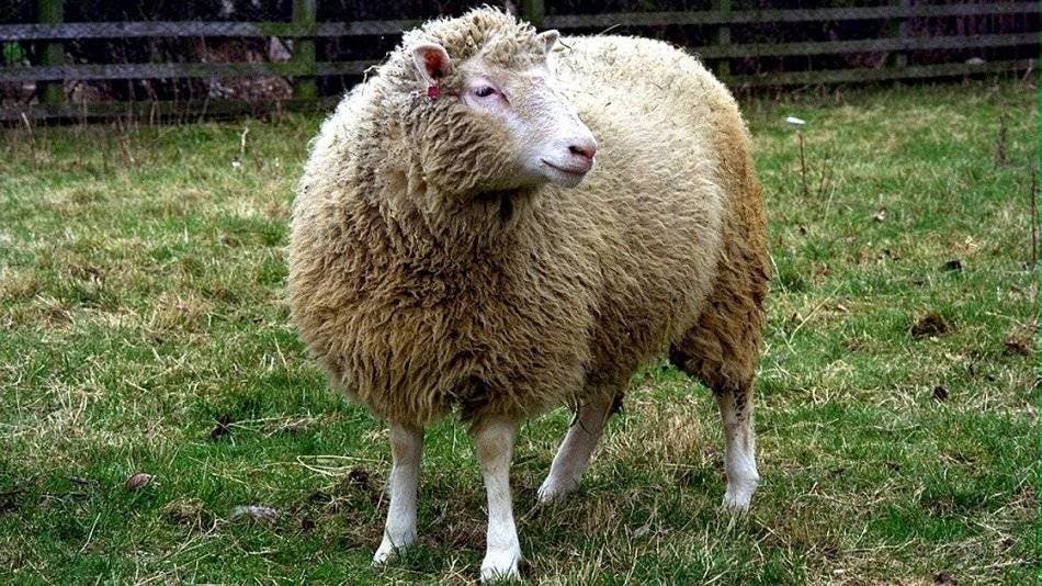 Se cumplen 20 años de la clonación de la oveja Dolly, un hito de la genética