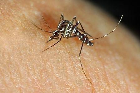 Realizan en Rusia concurso de picaduras de mosquito