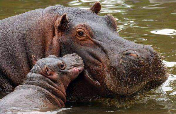 Los hipopótamos llegaron a Europa desde África en 3 oleadas en el Pleistoceno