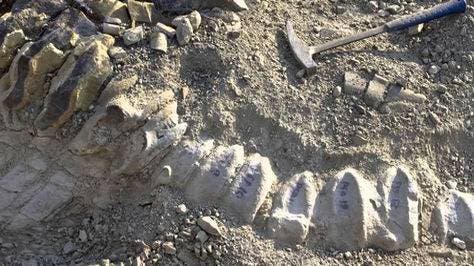 Hallan en desierto de Gobi una de las mayores huellas de dinosaurio del mundo