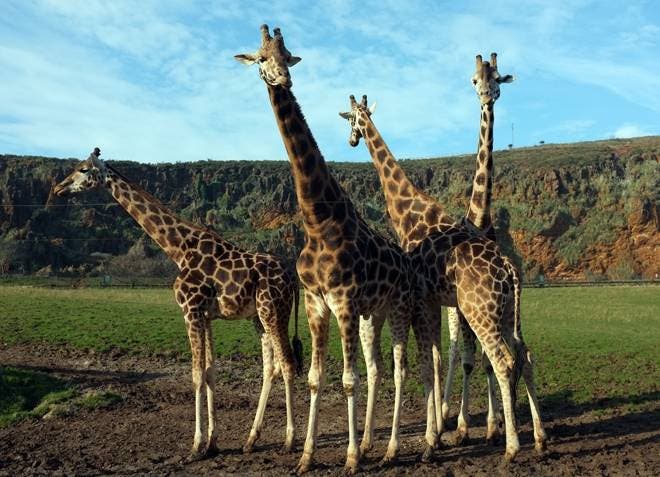 Un análisis genético revela cuatro especies de jirafas, no solo una