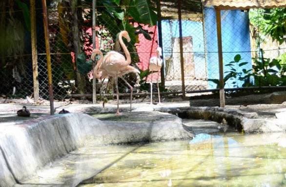 Roban tres flamencos en el zoológico de Moca