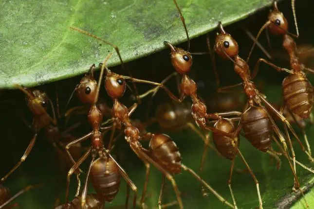 Las hormigas cultivaban plantas antes que los humanos, según un estudio