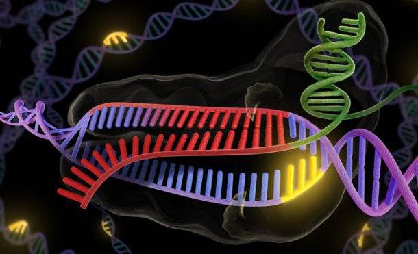 Conozca la nueva maquinaria de reparación de errores en el ADN