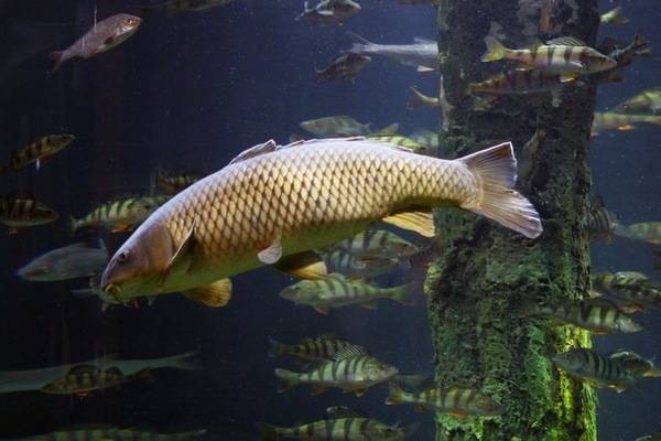 Descubren que altas temperaturas originan peces hembra con genes masculinos