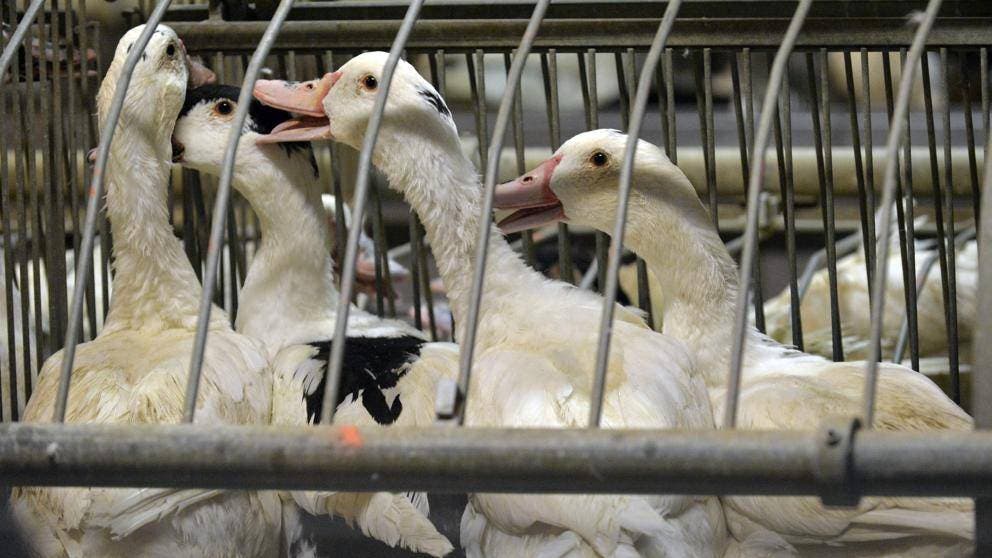 Francia va a sacrificar 600.000 patos más para combatir gripe aviar