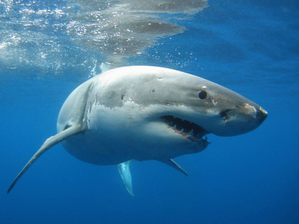 Muere un surfista atacado por un tiburón en la isla francesa de La Reunion