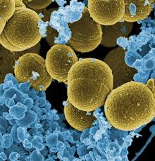 Descubren una bacteria con estructura de células complejas