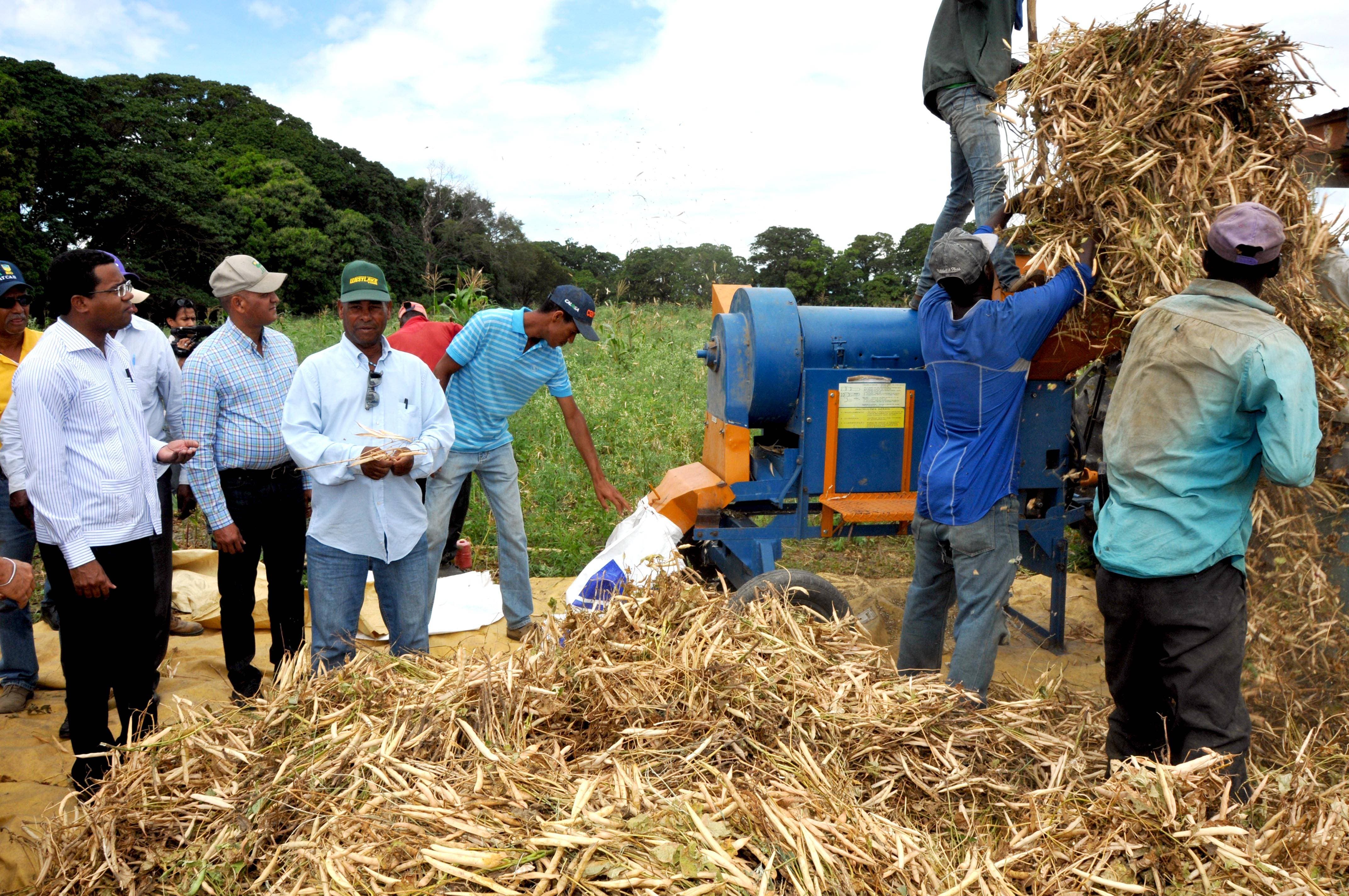 Agricultura inicia cosecha de habichuelas en San Juan