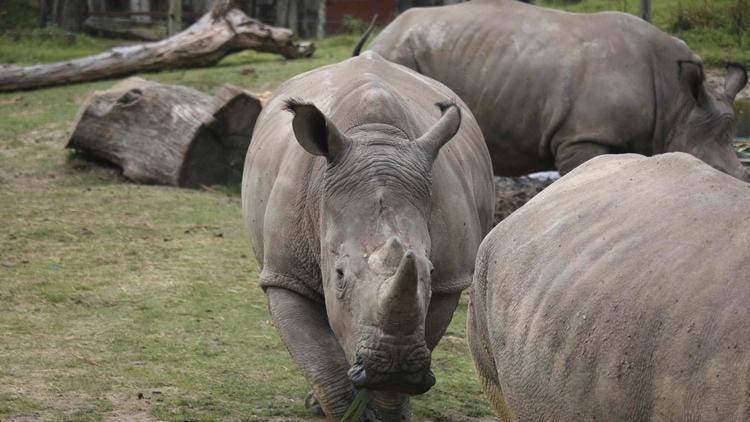 Matan a rinoceronte dentro de zoológico de Francia