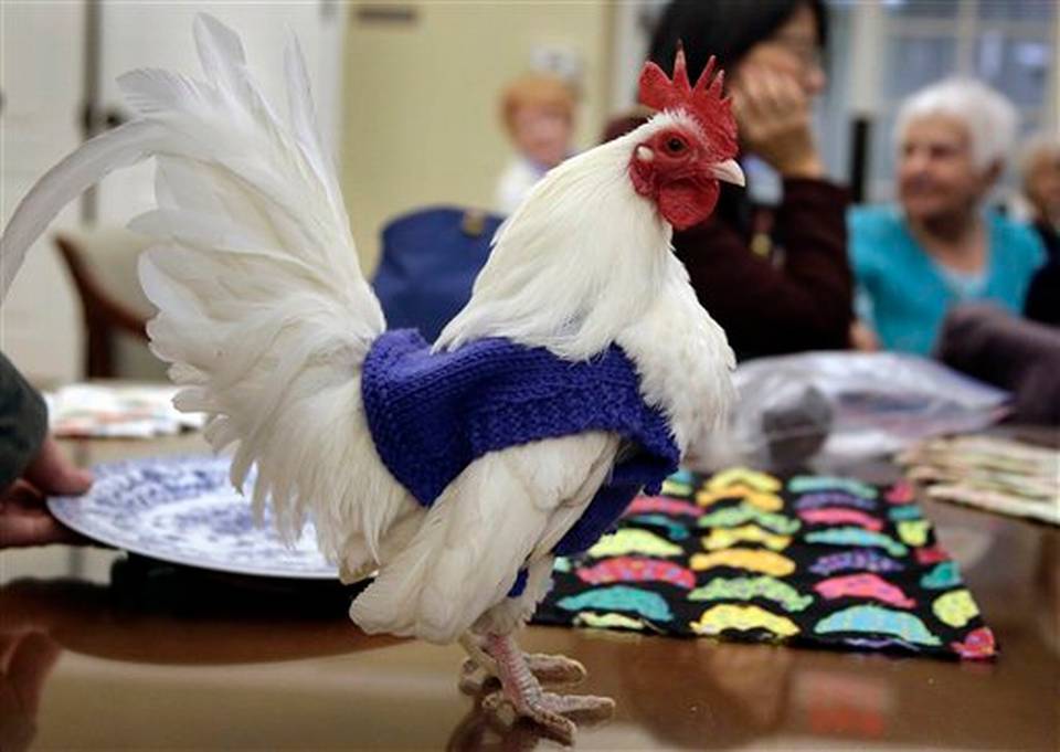 Jubiladas tejen suéteres para pollos