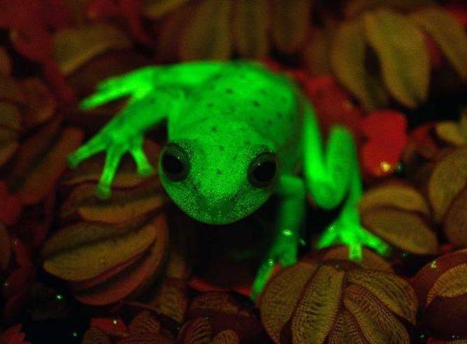 Descubren en Argentina el primer caso de fluorescencia en ranas