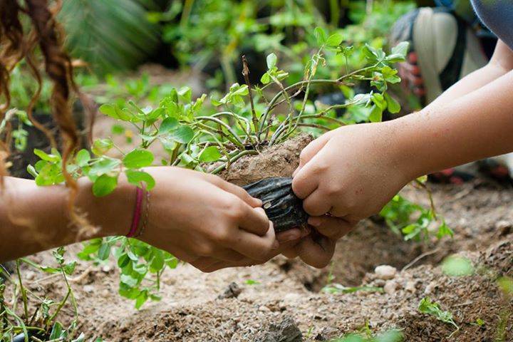 Día de la Tierra: Panamá celebra con recolección, siembras y festival
