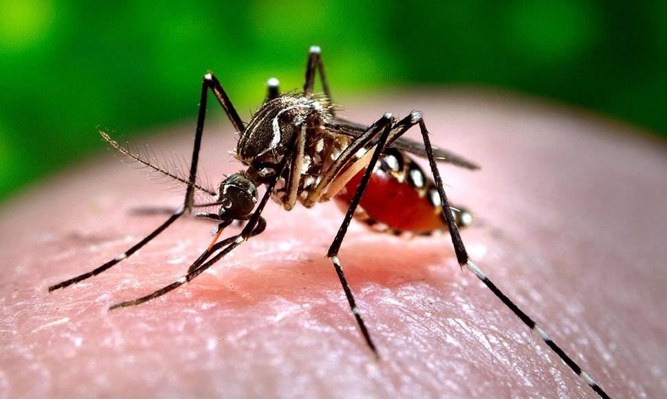 Cerca de temporada cálida Cuba reporta 1.800 casos de zika