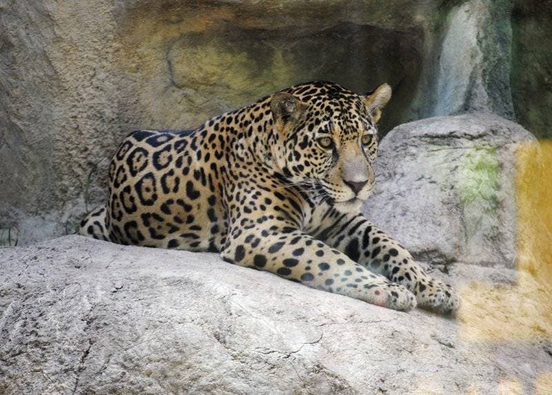 Jaguar escapa de jaula, ataca mono en zoológico en Texas