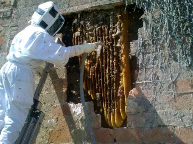¡Increíble! Dos apicultores retiran 40 mil abejas con apenas 3 picaduras