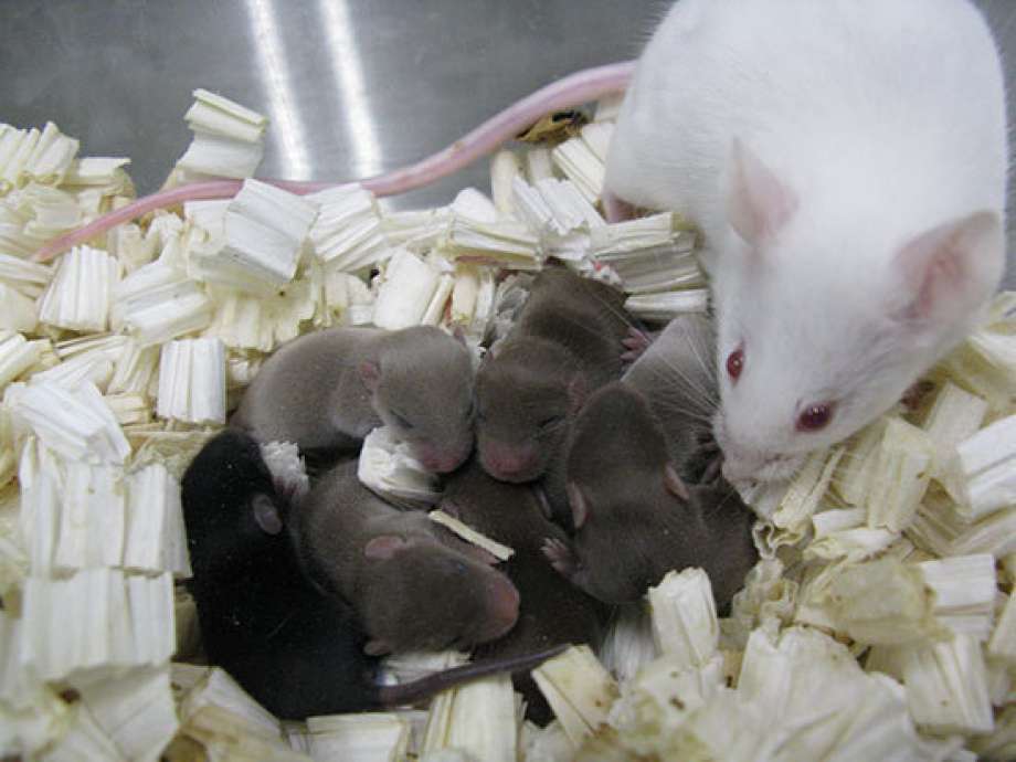 Tras 9 meses en el espacio, esperma produce ratones sanos