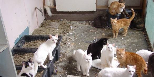 Así encontraron 61 gatos vivos y nueve muertos en una casa