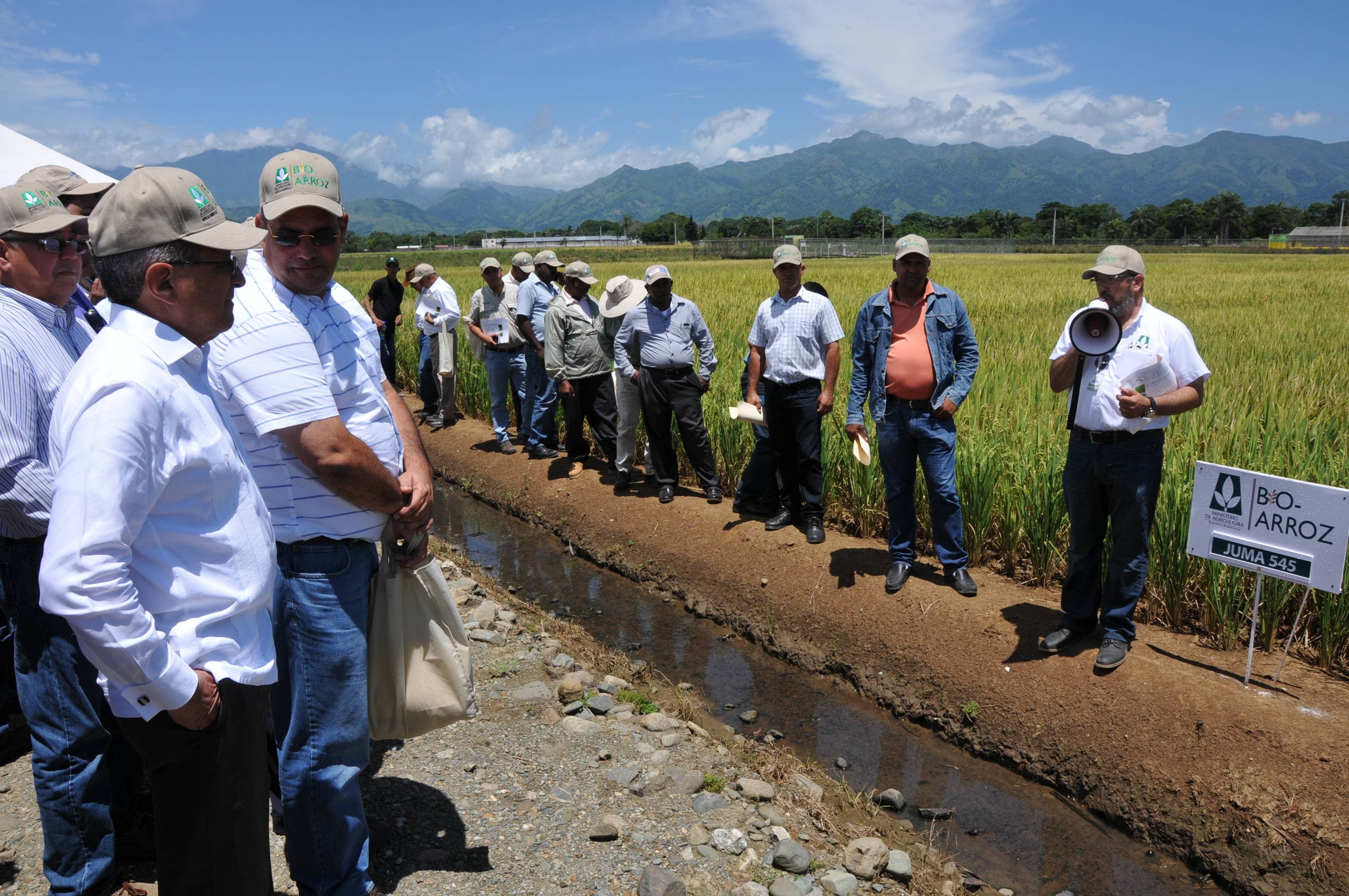 Agricultura  anuncia mejoramiento genético en el arroz dominicano