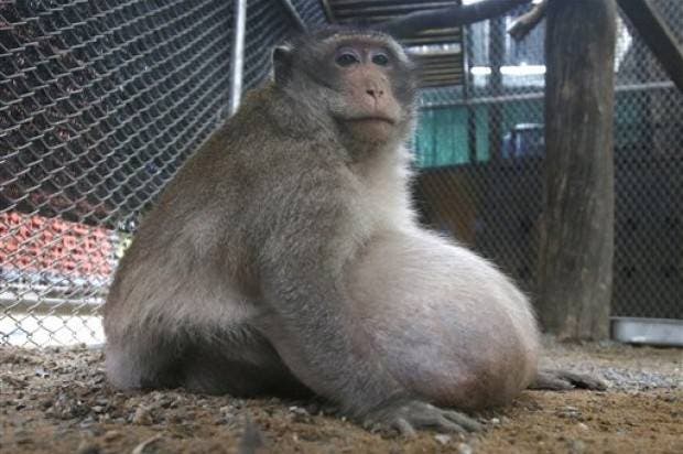 Ponen a dieta a mono que engordó ingiriendo comida chatarra