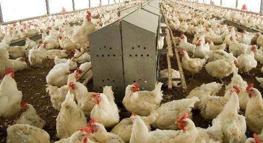 Sobreproducción de pollos y huevos amenaza con arruinar granjeros del Cibao