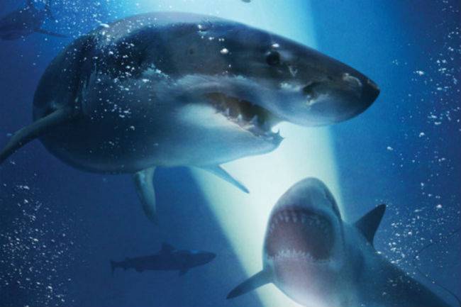 Los tiburones vuelven a ser los malos de la película