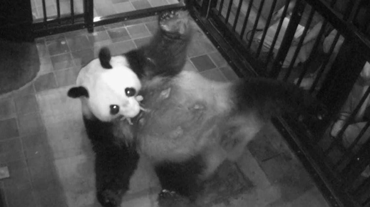 Video: Nace por primera vez en 5 años un oso panda gigante en un zoológico de Tokio