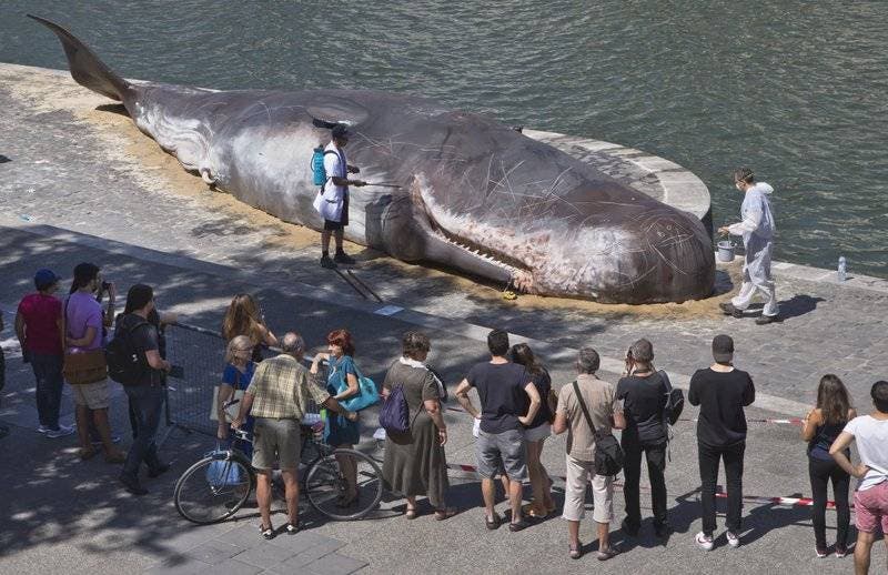 Aparece “ballena varada” en el río Sena de París