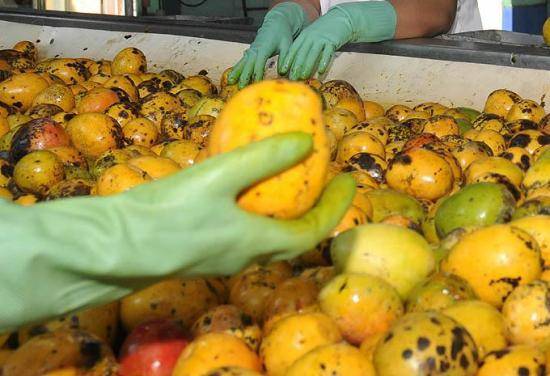 Se pierden 2.600 toneladas de mango en Cuba por falta de envases y averías