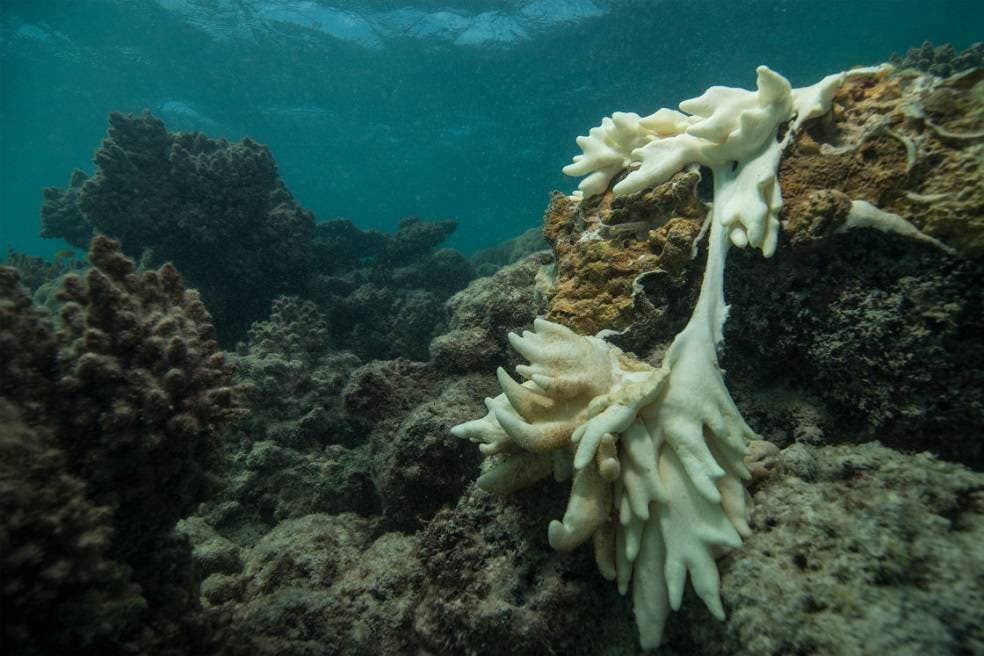 Confirman el blanqueo de los corales del arrecife más septentrional del mundo