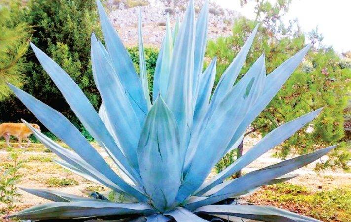 Hoy Digital Maguey La Planta Milagrosa Que Destila Salud