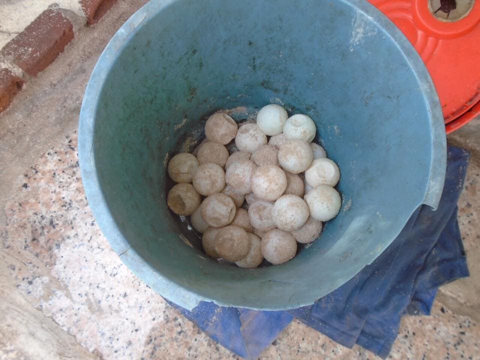 Arrestan saqueador  de huevos  de tortugas en isla Catalina