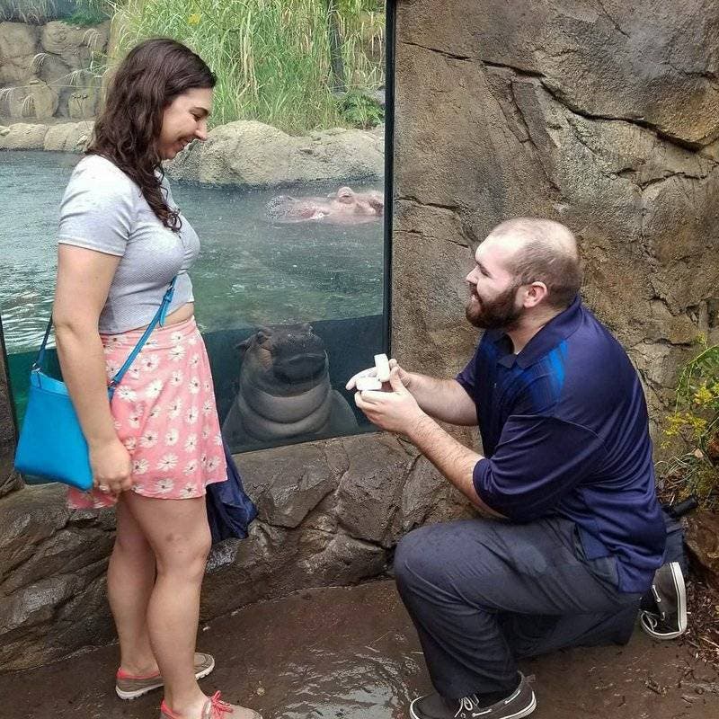 Se vuelve viral:  Fiona, una  hipopótamo, atestigua propuesta de amor