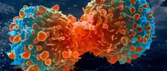 Descubren proceso biológico para mejorar respuesta inmunológica al cáncer