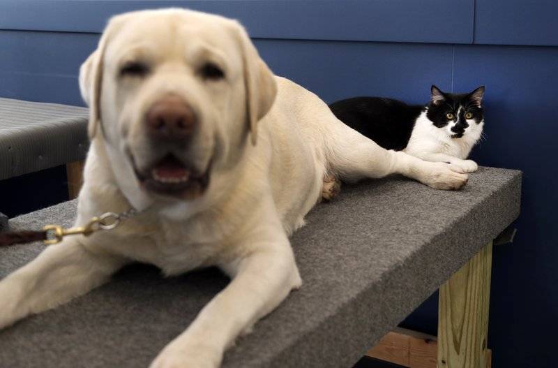 Video: Un gato llamado Dog ayuda a perros en un centro de entrenamiento