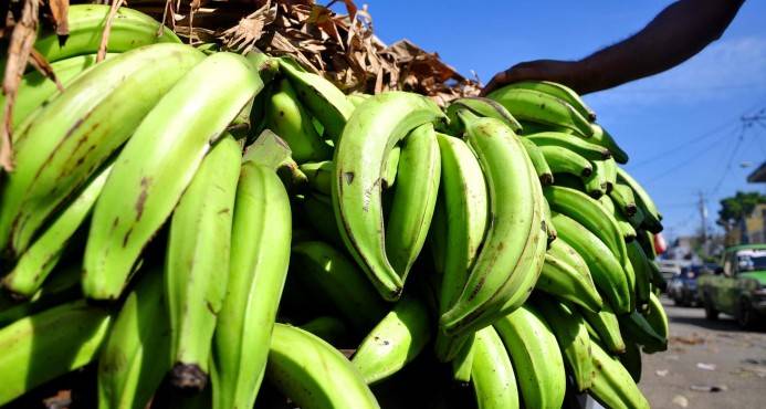FEDA anuncia semana del consumo de plátano en parqueo del Banco Agrícola