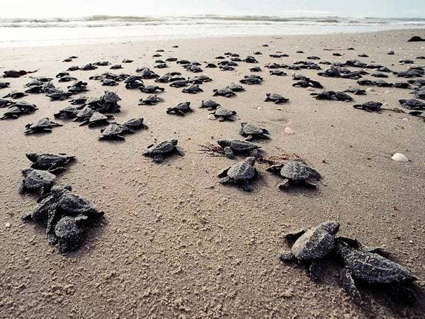 Nacen, luego de un siglo, tortugas en isla de Galápagos tras eliminar ratas