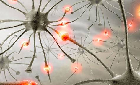 Neuronas pueden ser “entrenadas” para funciones superiores, revela un estudio