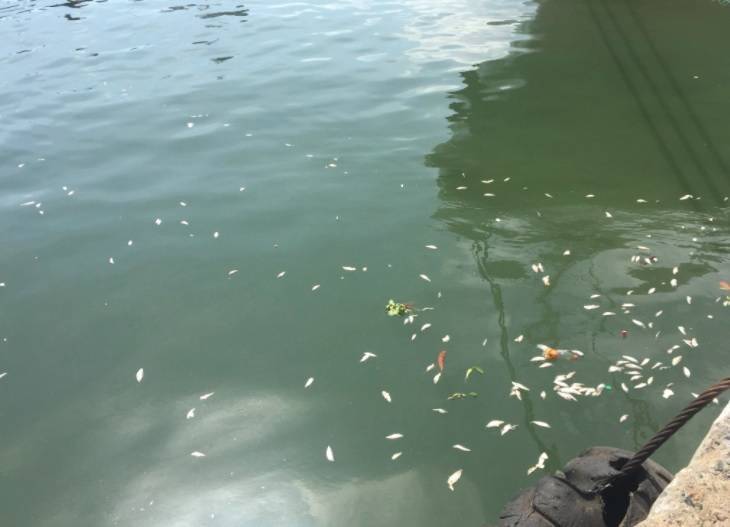 Diputado pide investigación sobre fuga de químico mató peces en río Haina