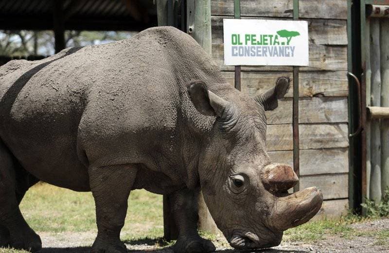 Muere Sudán, el último macho de rinoceronte blanco del mundo