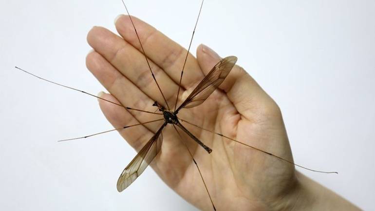 Descubren en China el mayor mosquito del mundo, con 11 cm de envergadura