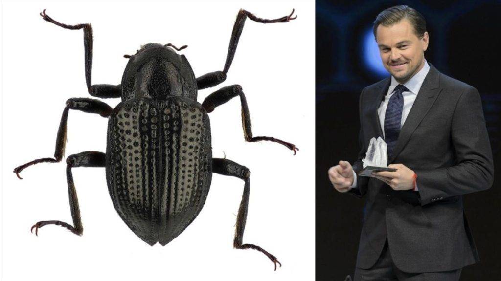 Leonardo DiCaprio, después del Óscar, ahora un escarabajo con su nombre