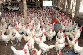 Presidente de Asohuevos asegura que no hay escasez de pollo en el país