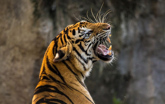 Un tigre mata a cuidador de un zoológico acusado de vender “vino de tigre»